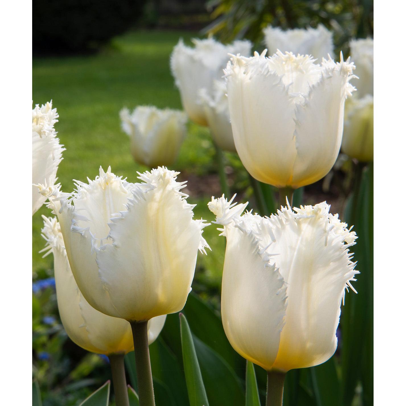 Honeymoon Fringed Tulip - 10 bulbs