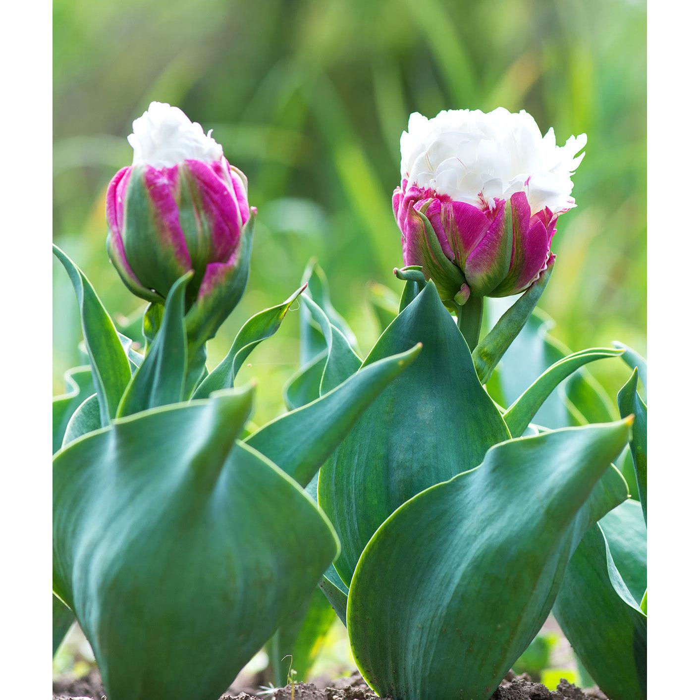 Ice Cream Double Late Tulip - 10 bulbs