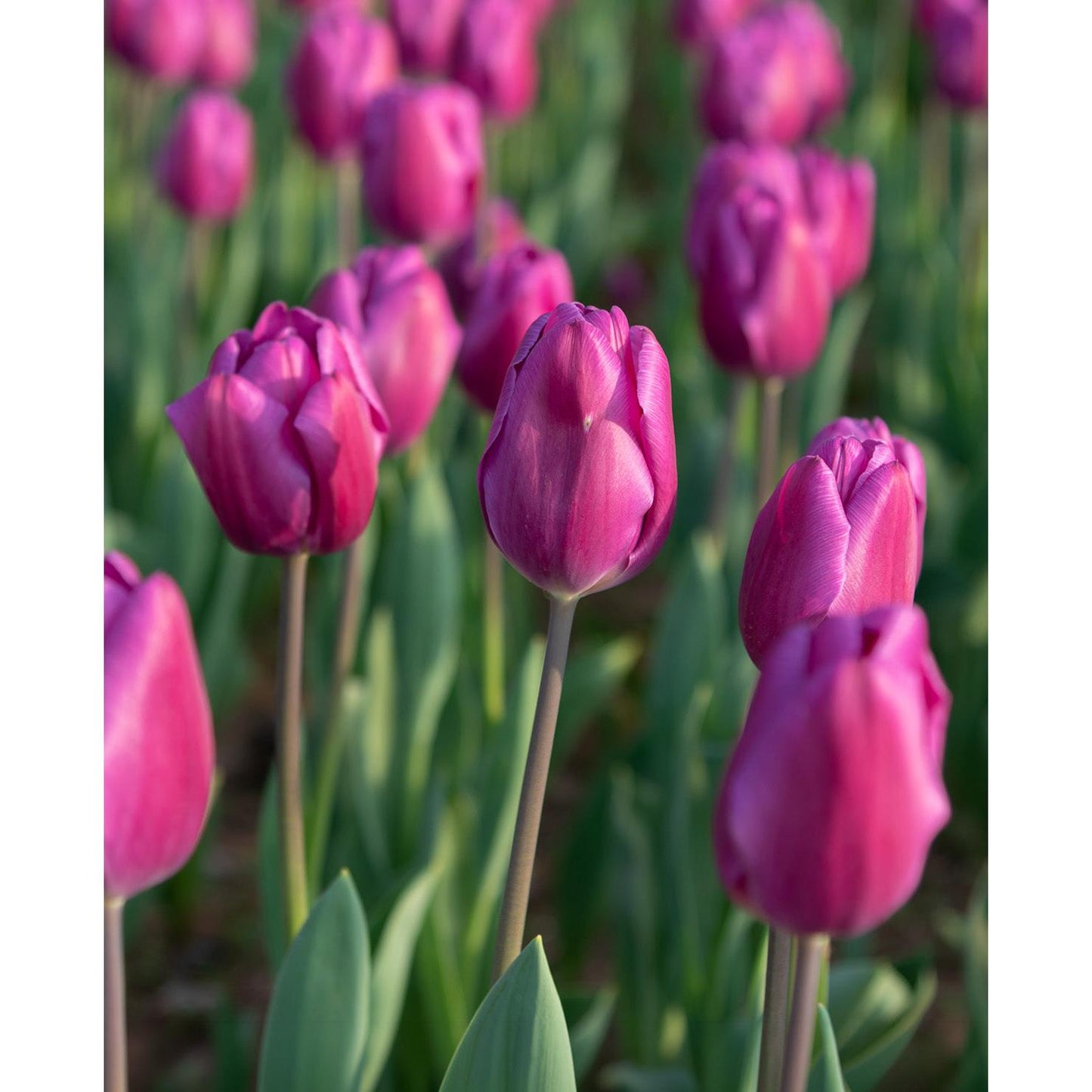 Negrita Triumph Tulip - 10 bulbs