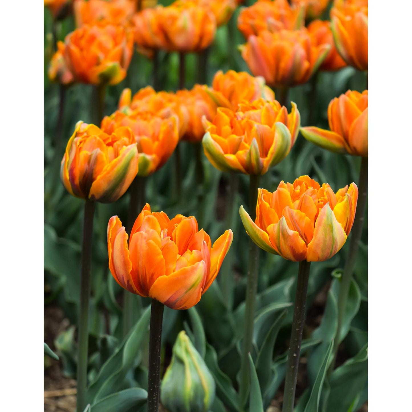 Orange Princess Double Late Tulip - 10 bulbs