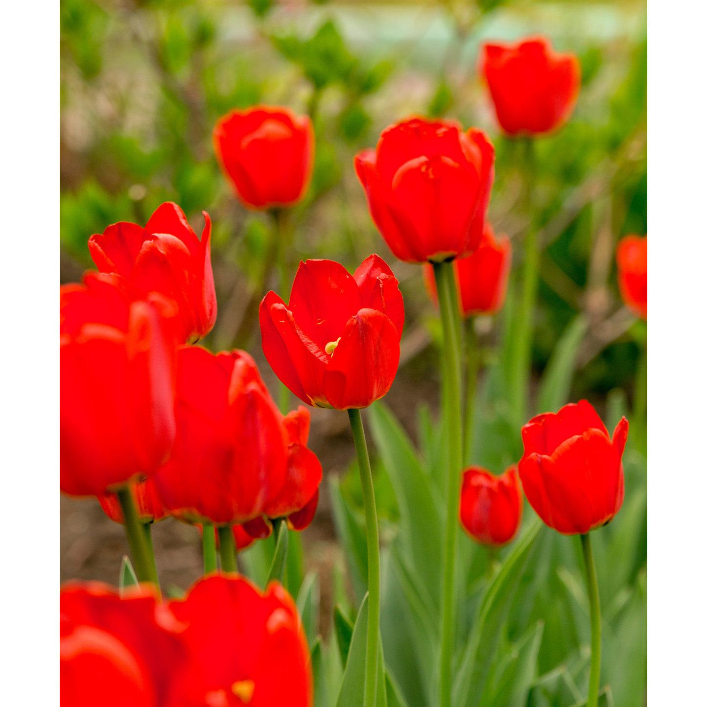 Oxford Darwin Hybrid Tulip - 10 bulbs