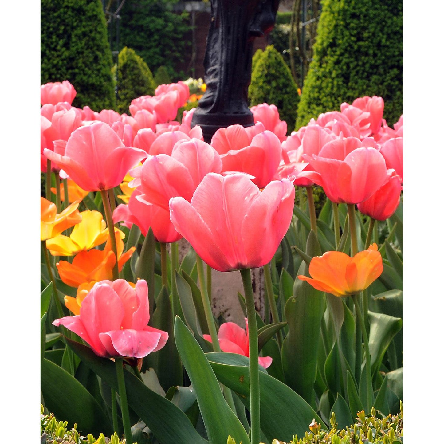 Pink Impression Darwin Hybrid Tulip - 10 bulbs