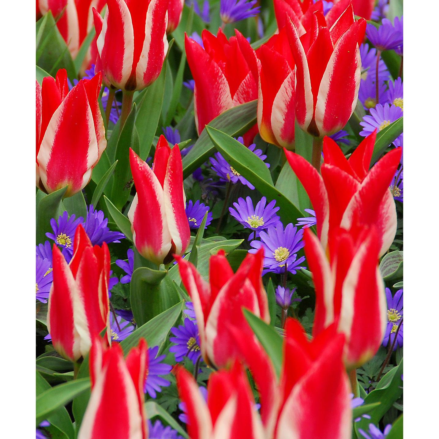 Pinocchio Greigii Tulip - 10 bulbs