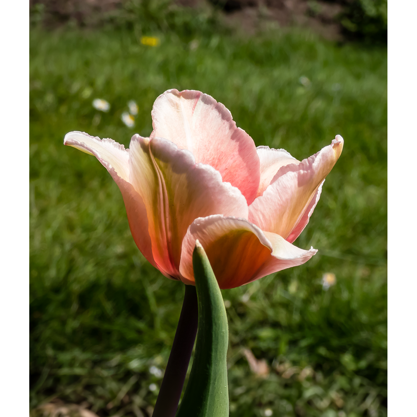Salmon Impression Darwin Hybrid Tulip - 10 bulbs