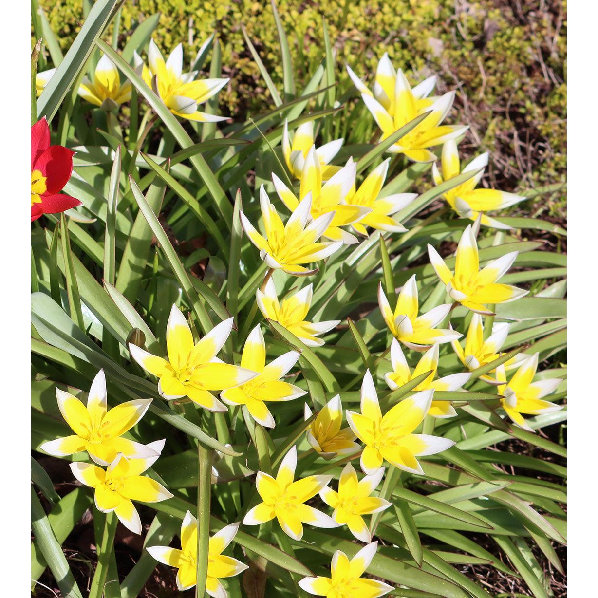 Tarda Species Tulip - 10 bulbs