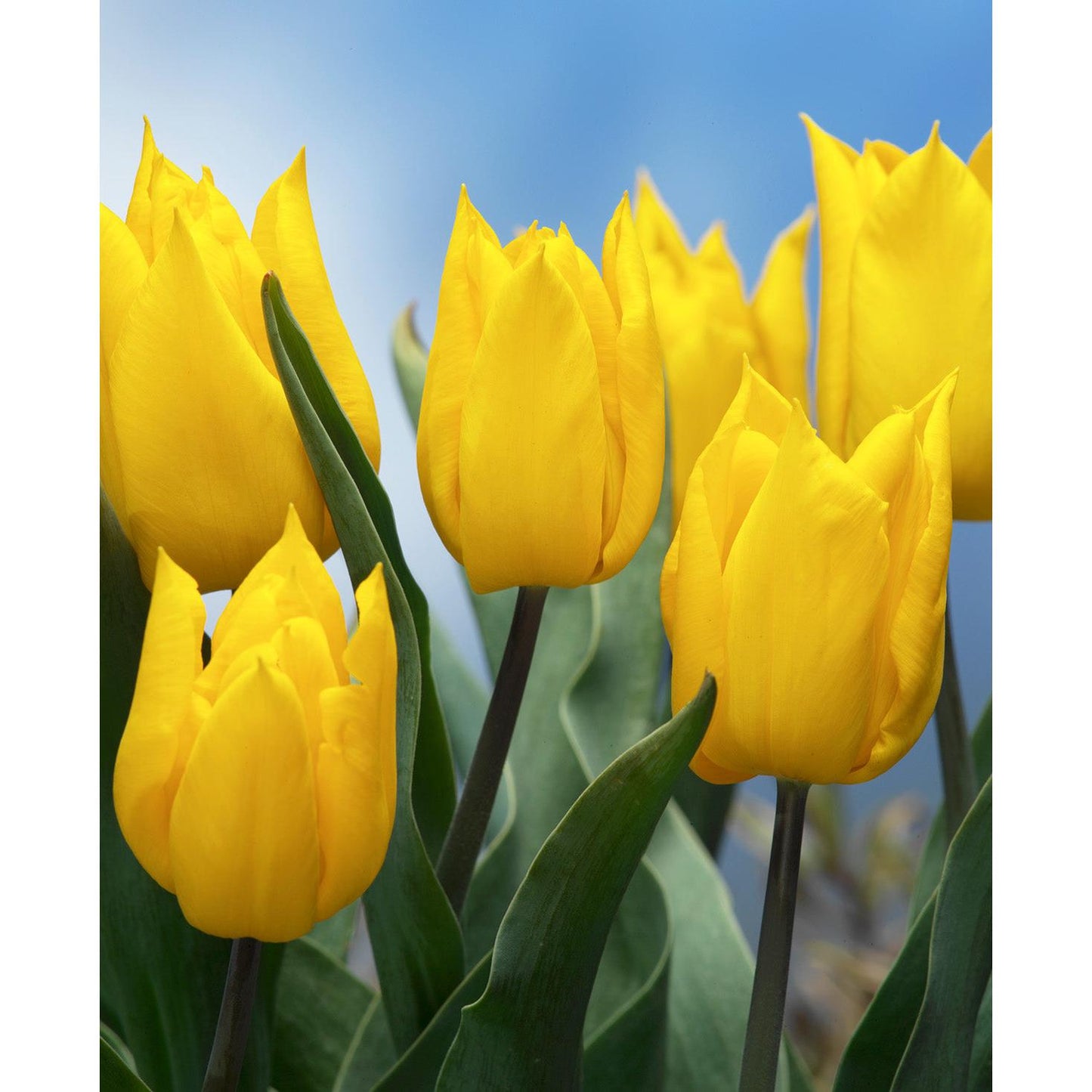 Yokohama Triumph Tulip - 10 bulbs