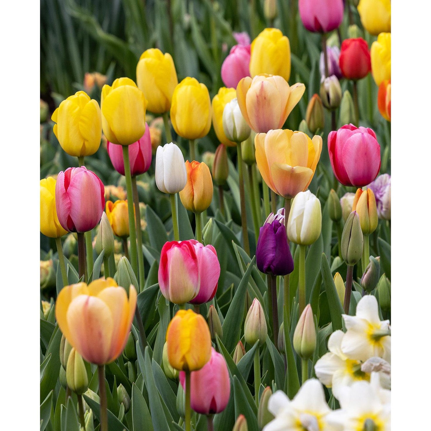 Mixed Tulips - 30 bulbs