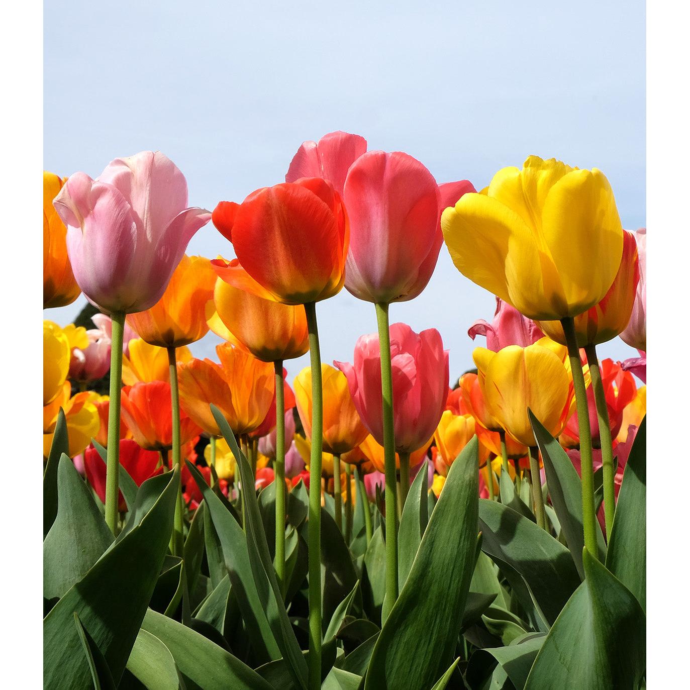 Mixed Triumph Tulips - 30 bulbs