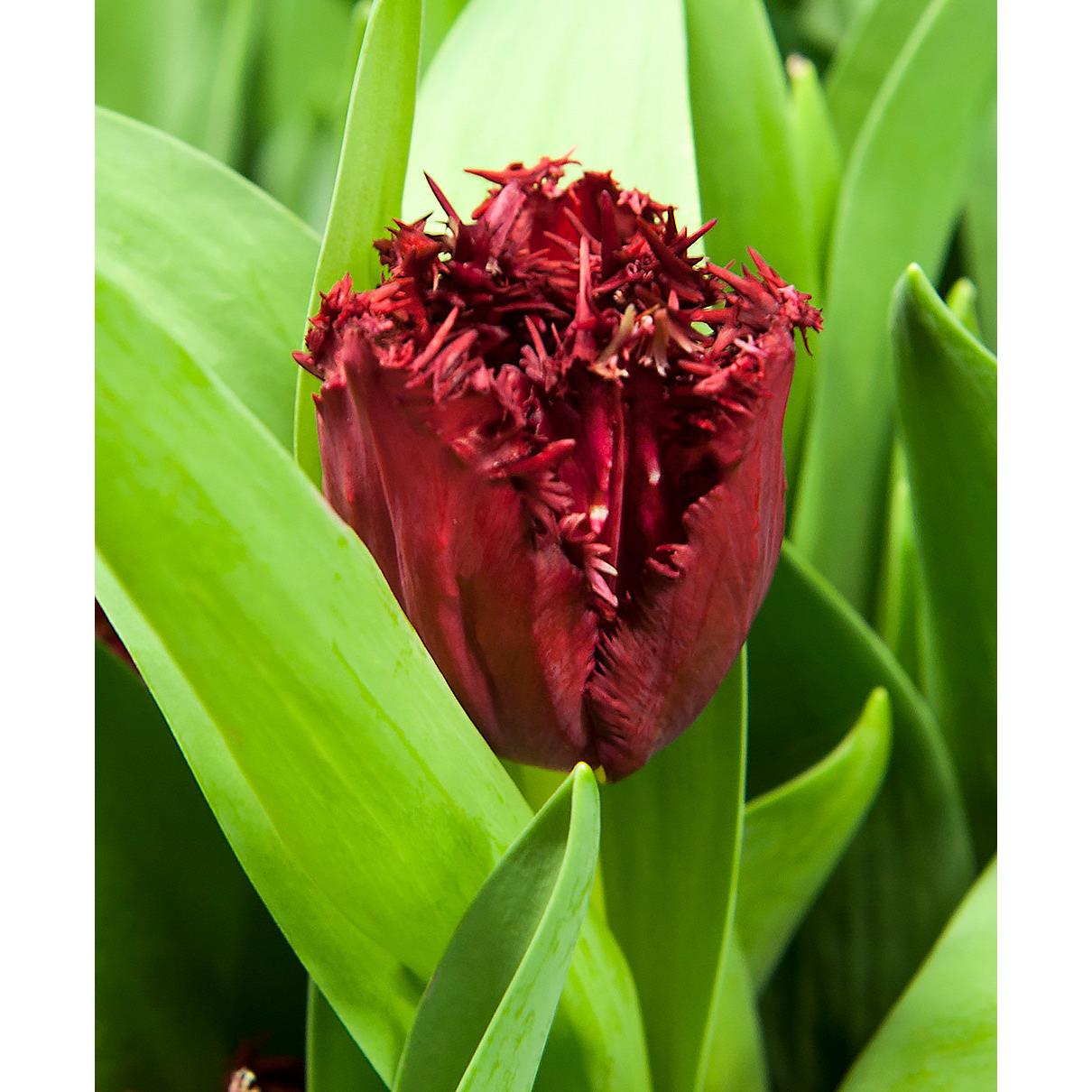 Versaci Fringed Tulip - 10 bulbs