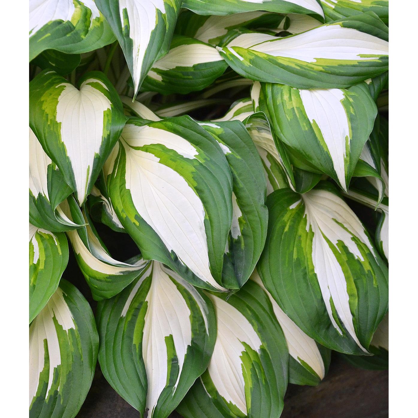 Vulcan Standard Hosta - 3 root divisions