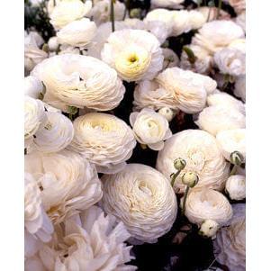White Ranunculus - 10 bulbs