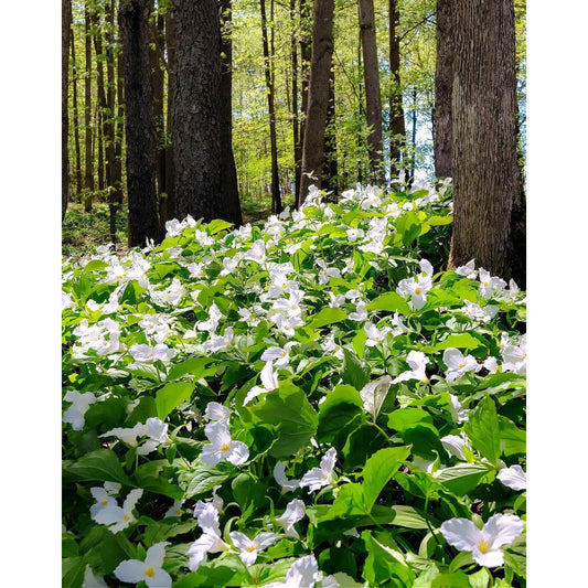 White Trillium (Wood Lily) - 5 Root Divisions