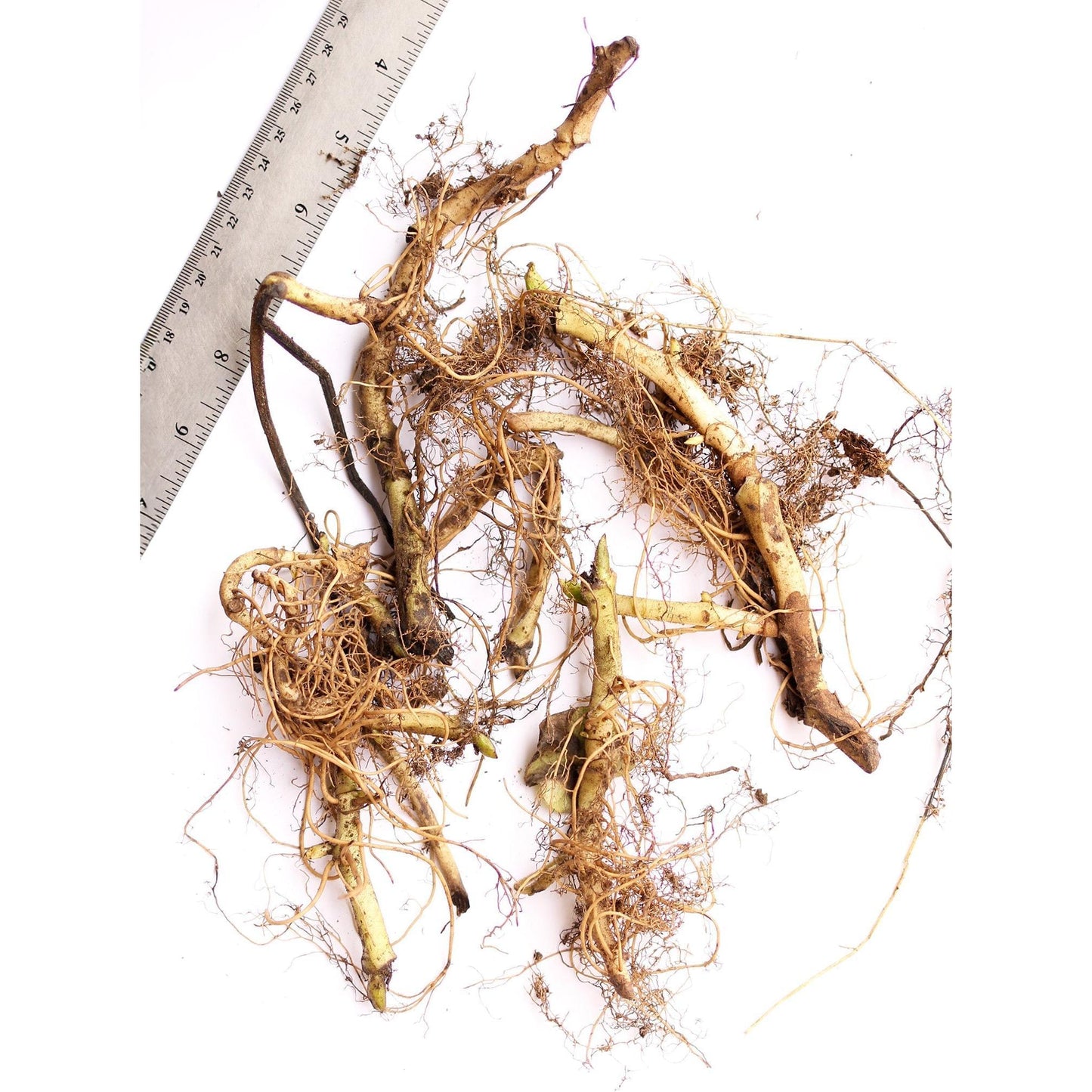 Wild Ginger - 5 Root Divisions