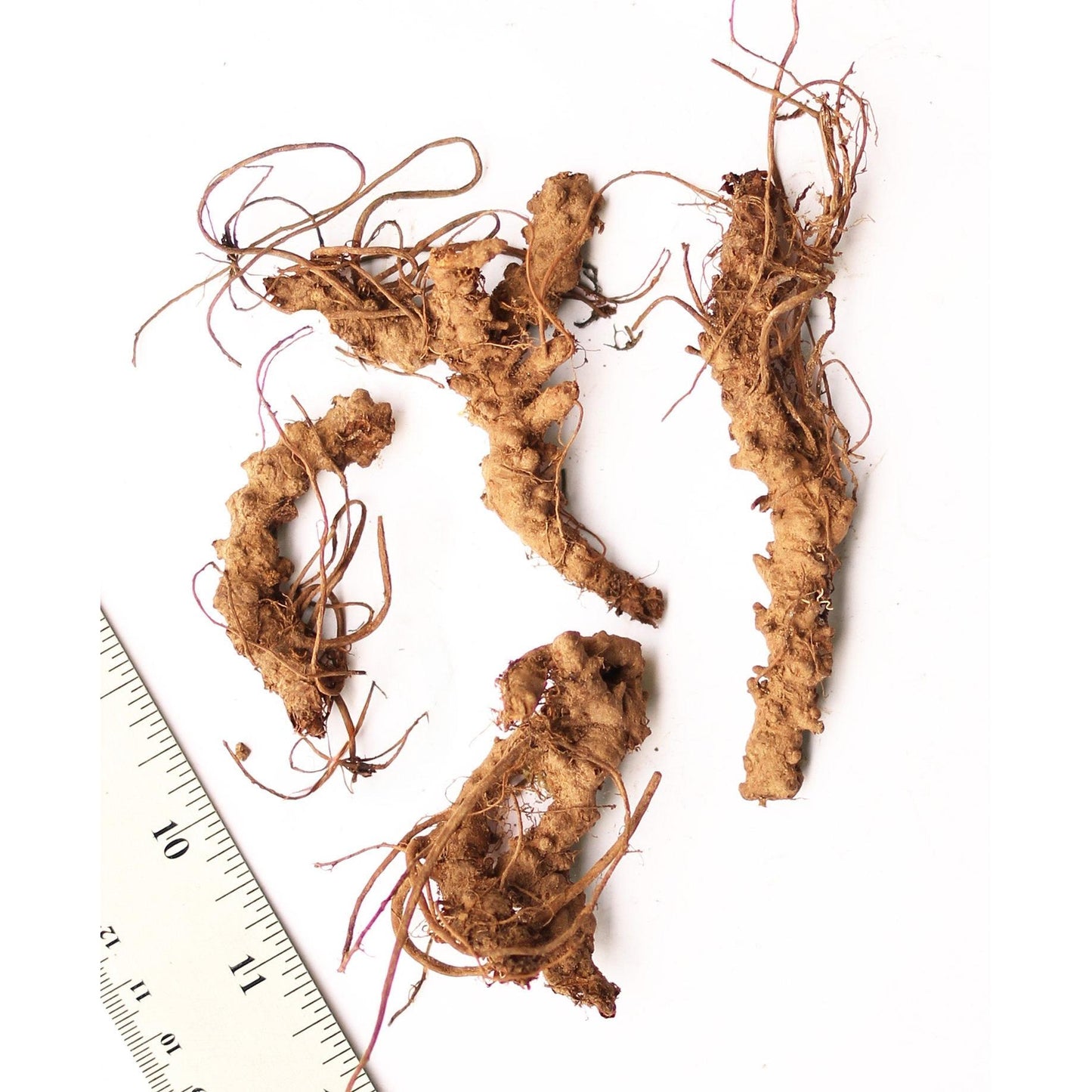 Wild Geranium - 5 Root Divisions