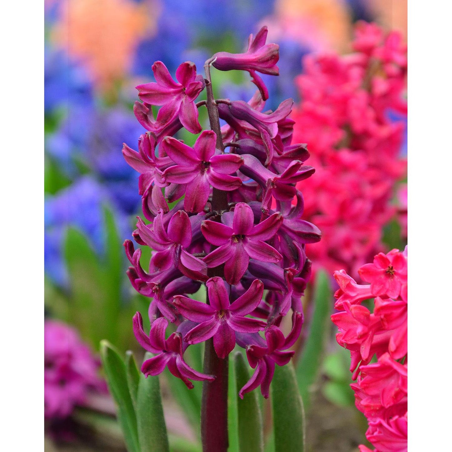 Woodstock Hyacinth - 10 bulbs