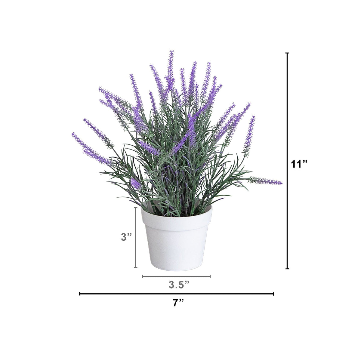 a plant in a pot with a height of 3. 5 inches