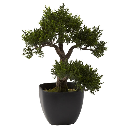 a small tree in a pot