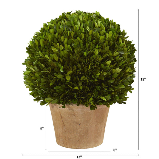 a plant in a pot