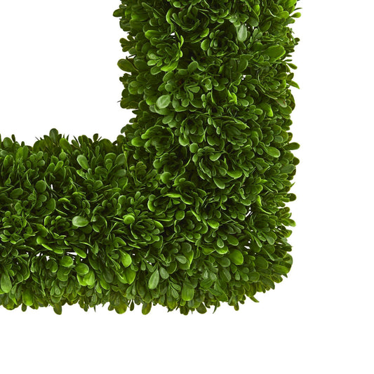 a green plant in a corner