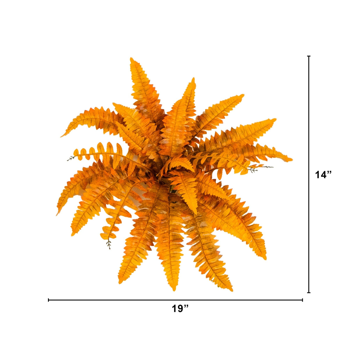 a plant with a height of the size of it