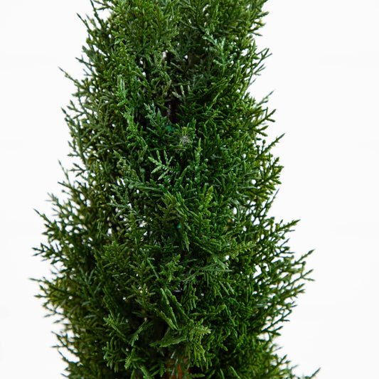 a close up of a tree