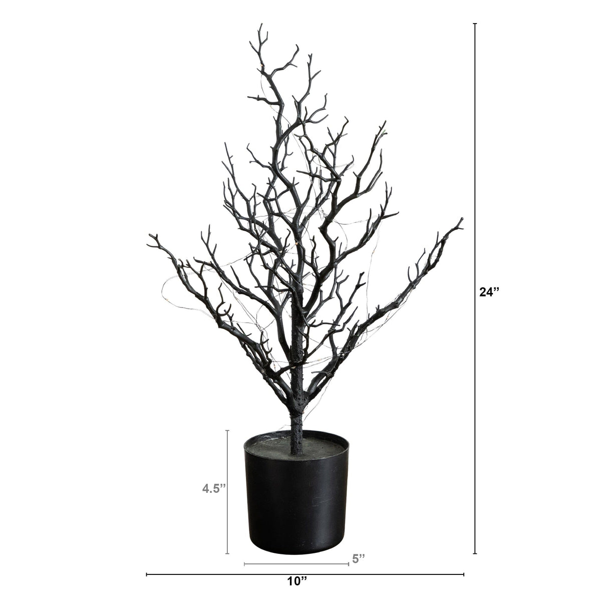 a black plant in a pot