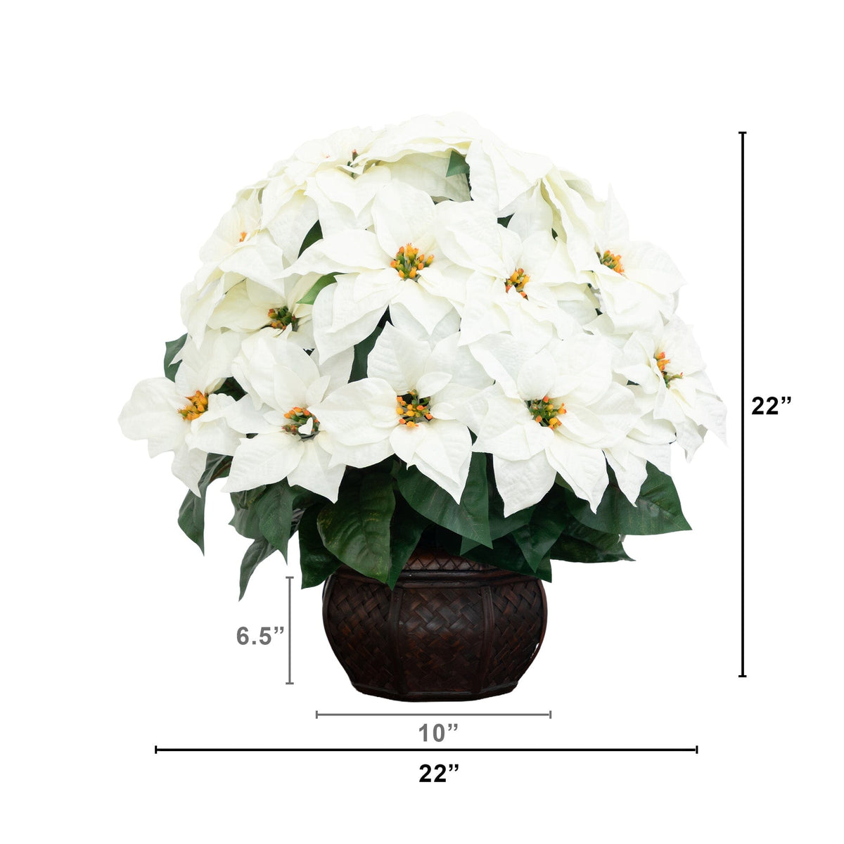 a plant with white flowers in a pot