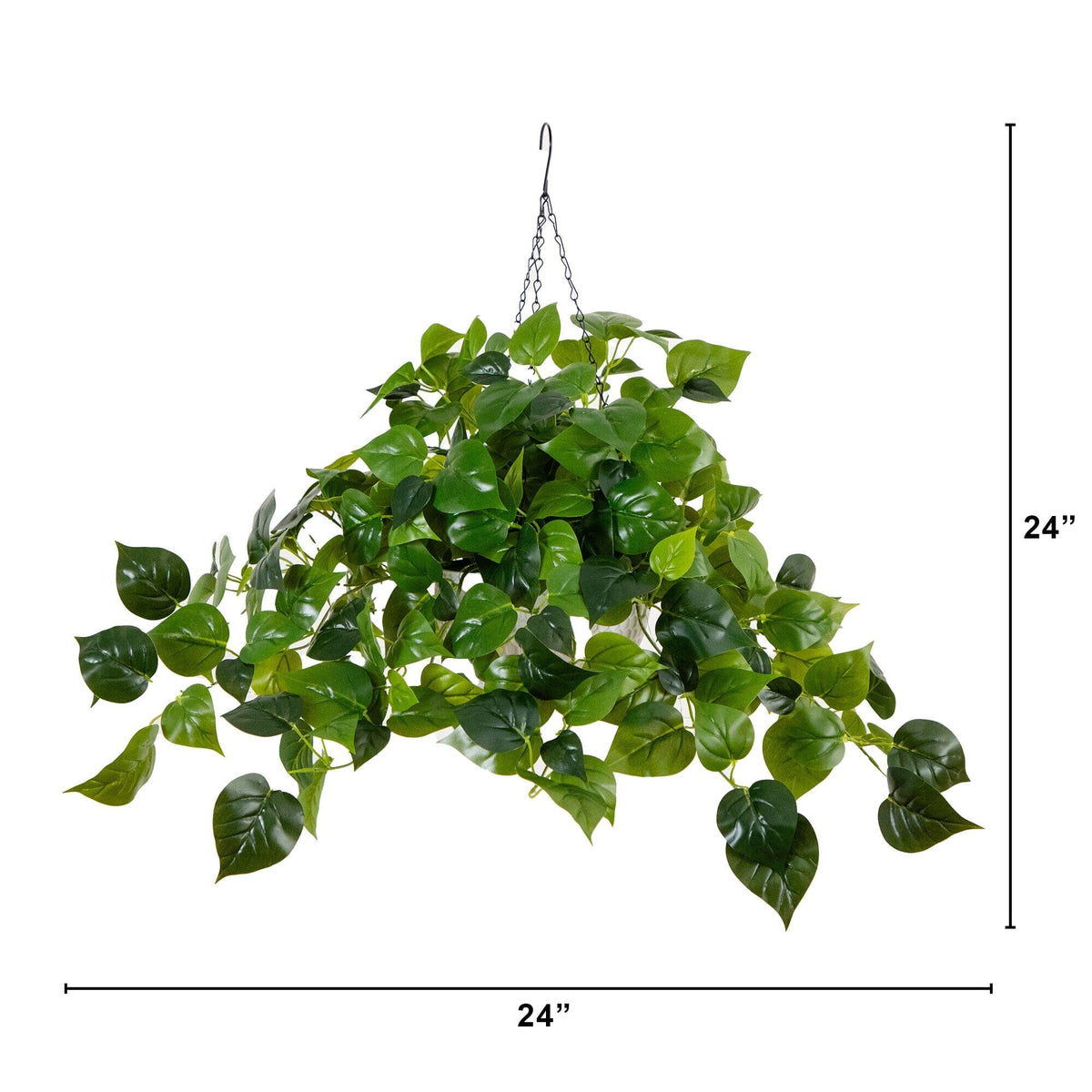 a plant with a height chart