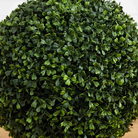 a green plant with small leaves