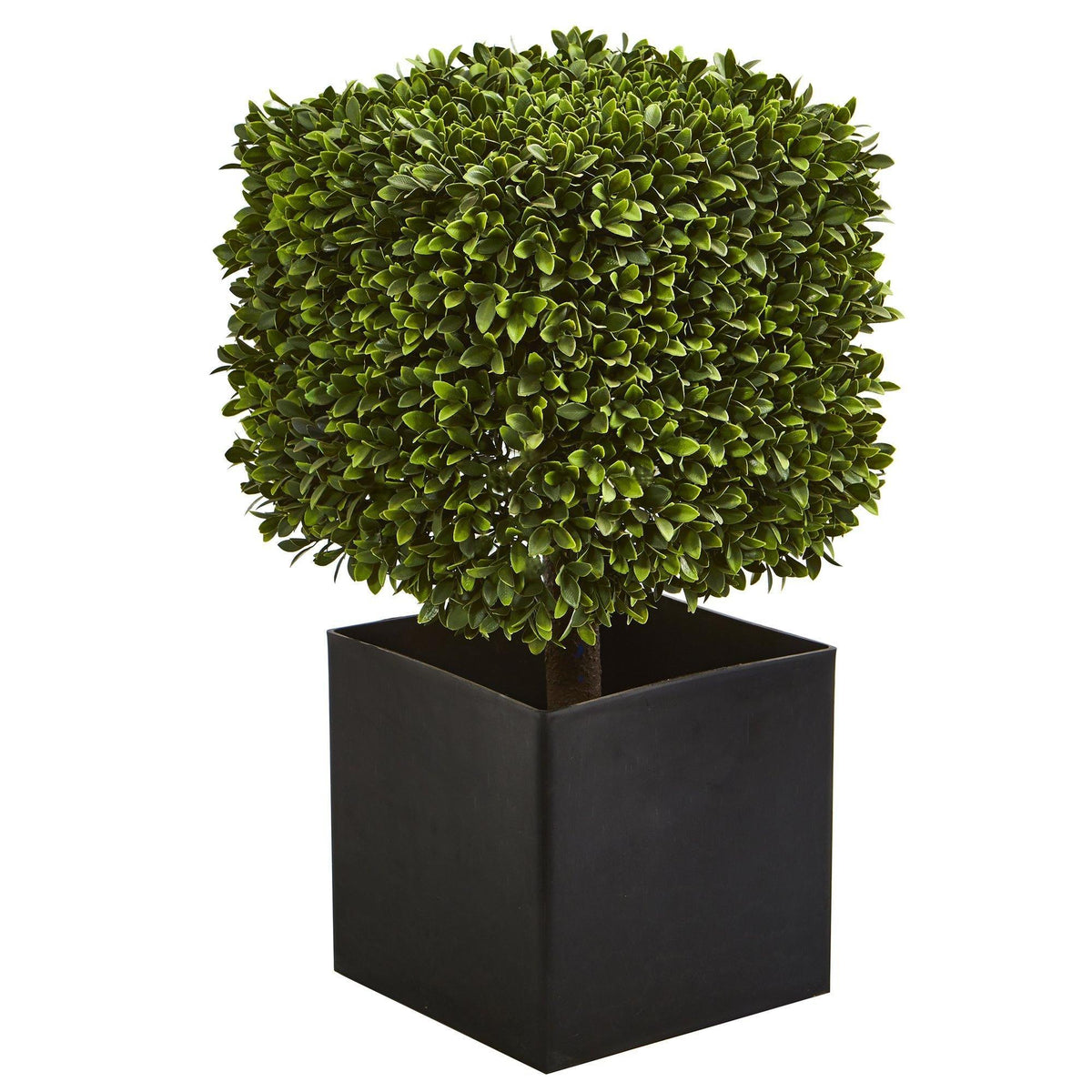 a plant in a black square pot