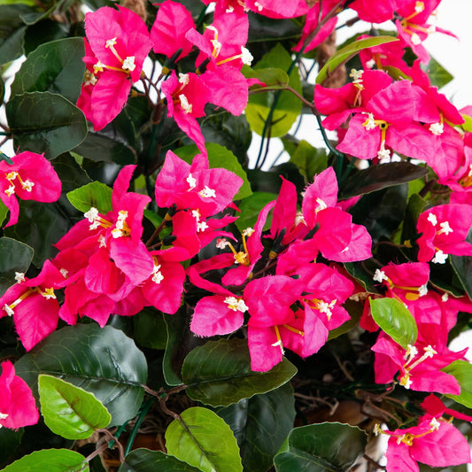 a close up of a plant