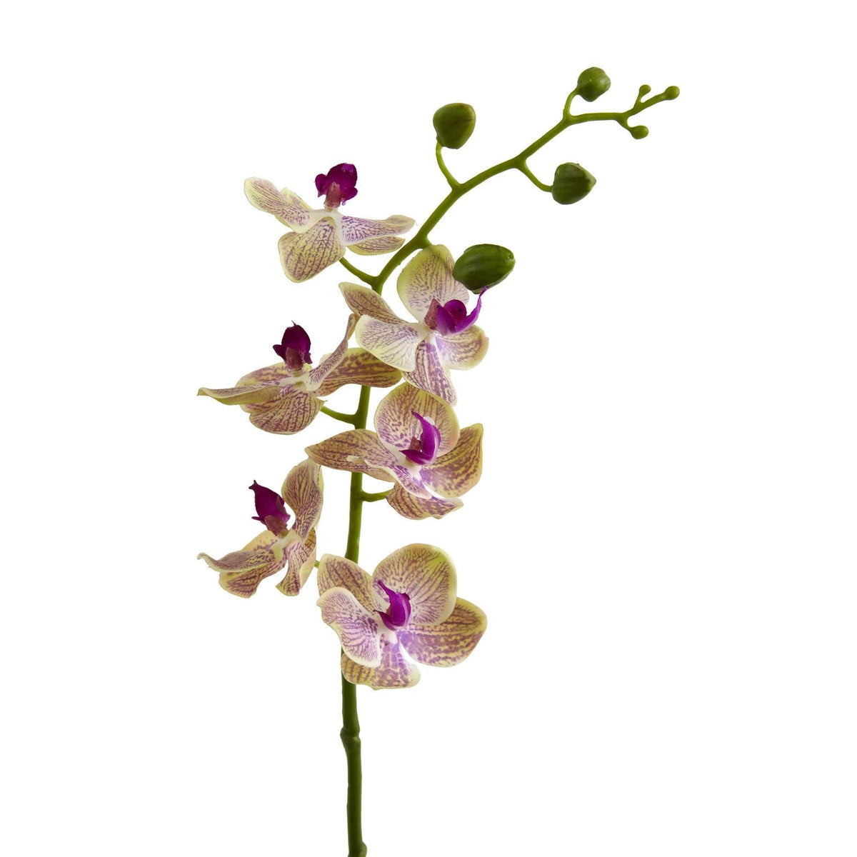 a close up of a flower