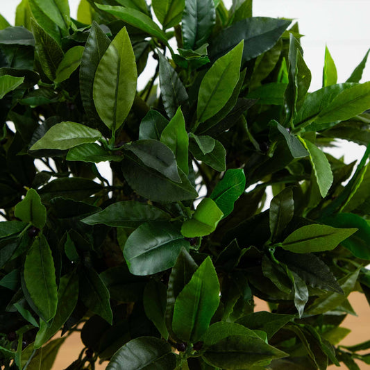 a close up of a plant