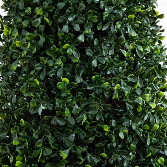 a close up of a plant