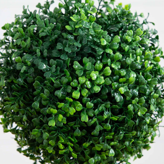 a green plant with small leaves
