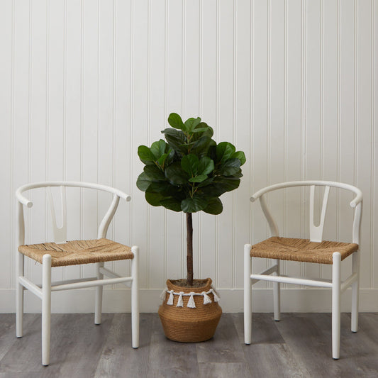 a plant in a pot next to two chairs