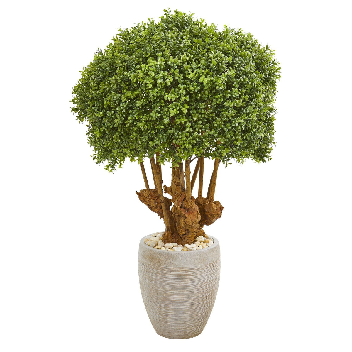 a potted plant with a round green plant