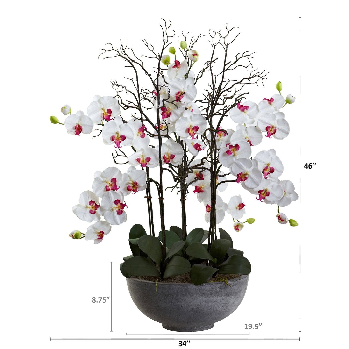 46" Giant Phalaeopsis w/Cement bowl"