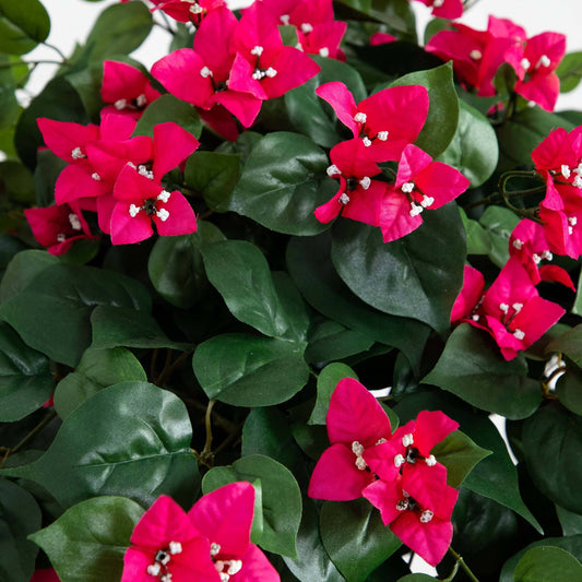 a close up of a plant