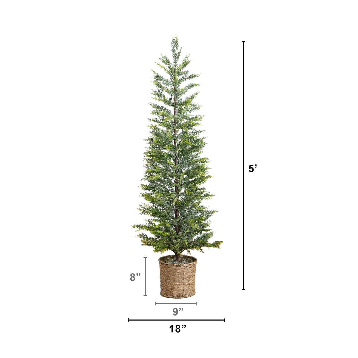 a tall tree in a pot