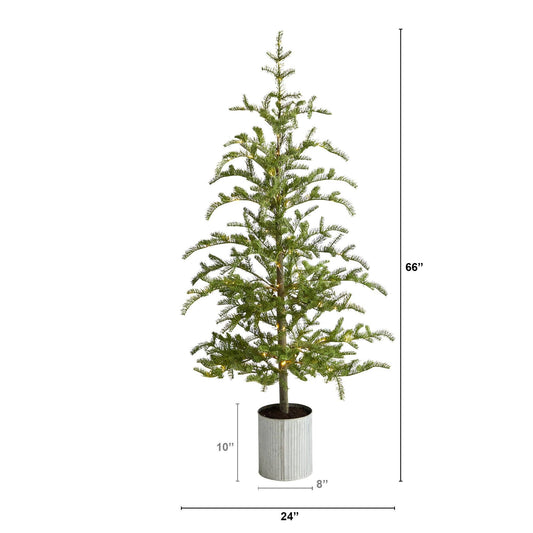 a tall tree with a height of 6 inches