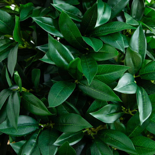 a close up of a plant