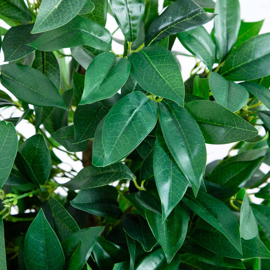 a close up of a plant