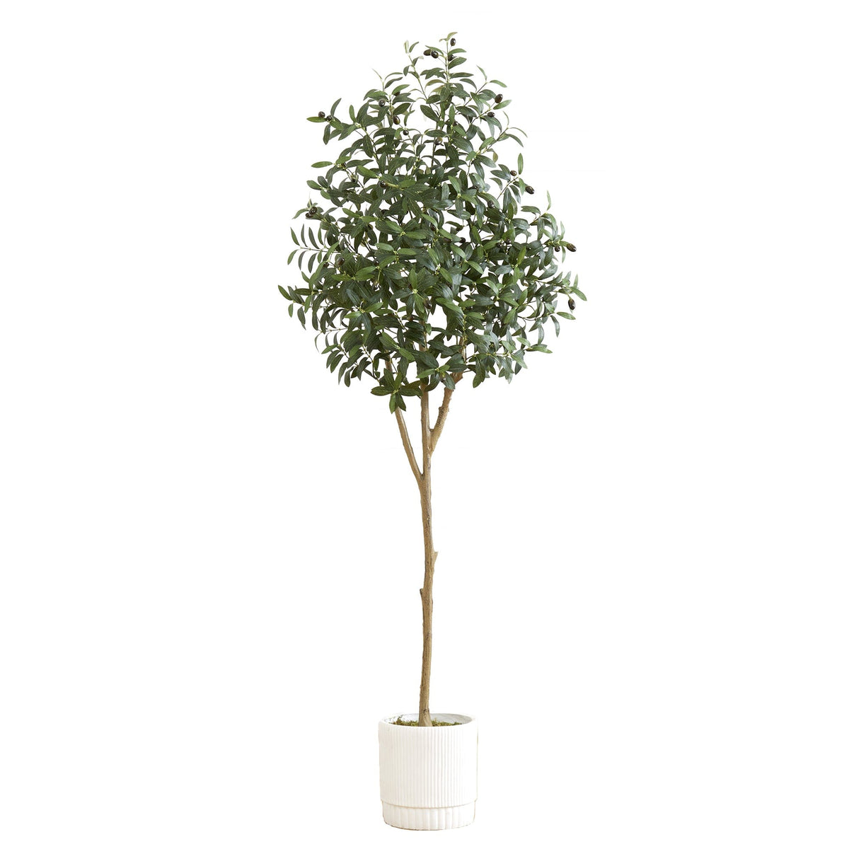 a tree in a pot