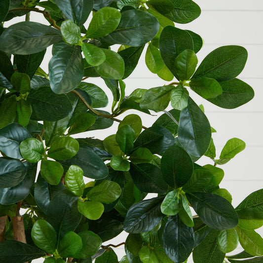 a close up of a plant
