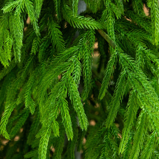6' Artificial Real Touch Norfolk Island Pine Christmas Tree with Natural Look