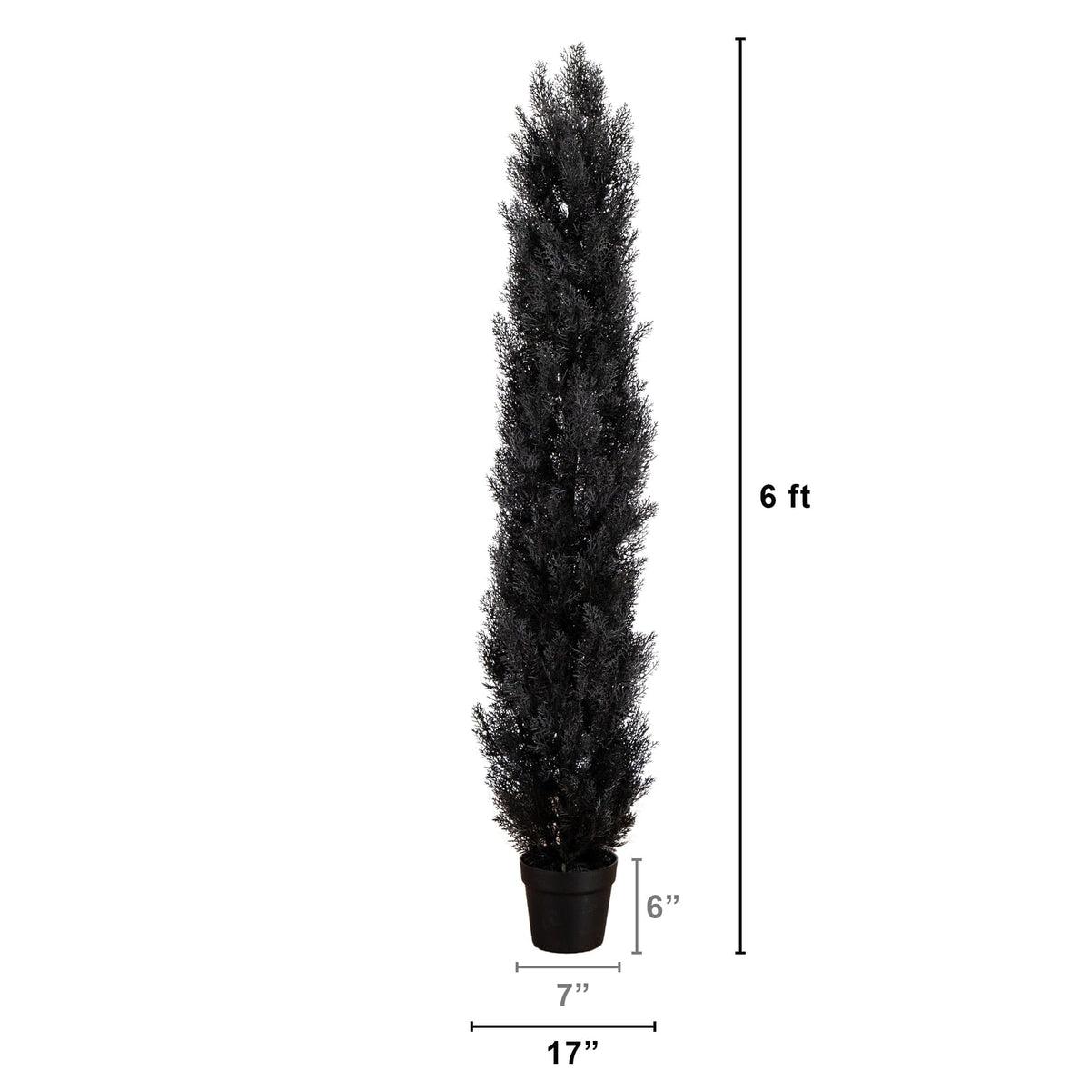 a tall black plant with a height of 6 feet