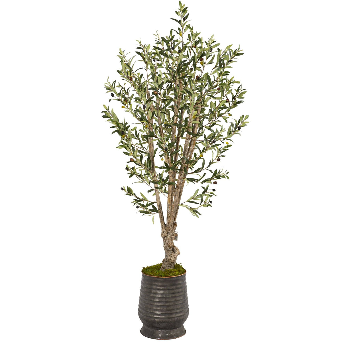 a tree in a pot