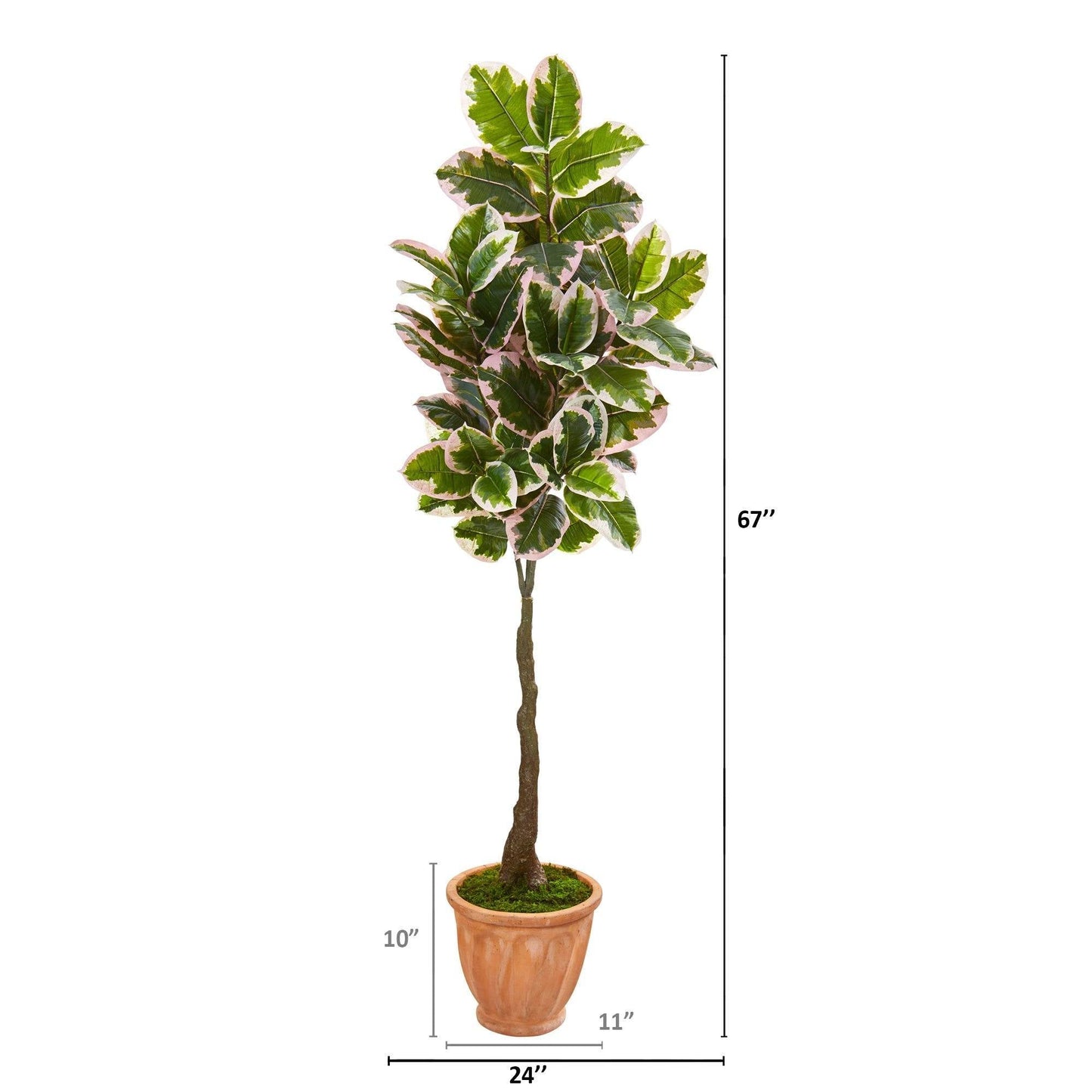 67” Variegated Rubber Leaf Artificial Tree in Terra-Cotta Planter (Real Touch)
