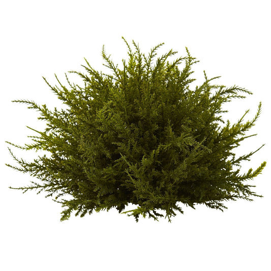 a green bush with small leaves
